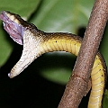 Brown Tree Snake having a big yawn<br />Canon EOS 6D + EF400 F5.6L + SPEEDLITE 580EXII + Better Beamer